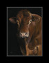 Medium mounted-only, Limousin Bull artwork by Kay Johns