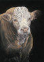 Simmental Bull artwork by Kay Johns