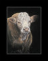 Medium mounted-only. Simmental Bull artwork by Kay Johns