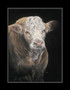 Large Mounted-Only. Simmental Bull artwork by Kay Johns