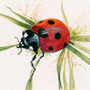 Ladybird limited edition painting by Kay Johns