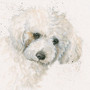 Bichon Frise dog artwork by Kay Johns