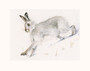 Another Grey Hare small mounted - WAS £129..00 