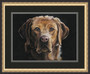 Red lab mounted and framed 