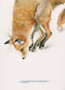 Pounce Charming by Kay Johns. Fox painting
