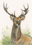 The Observer by Kay Johns. Red Stag Painting
