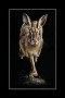 A dynamic wildlife print of a hare in mid-stride, captured with intricate detail. shown in a double black mount 