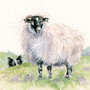 Swaledale sheep original artwork by Kay Johns