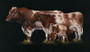 Shorthorn cattle family - Print image