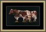 Shorthorn cattle family - Framed