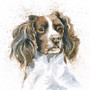 Springer Spaniel artwork by Kay Johns