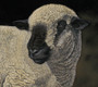 Hampshire Ram artwork by Kay Johns