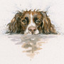 Springer Spaniel artwork by Kay Johns