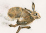 Hare artwork by Kay Johns