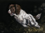 Springer Spaniel Artwork by Kay Johns