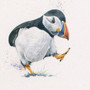 Puffin artwork by Kay Johns