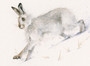 Hare painting by Kay Johns