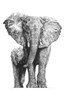 African Elephant artwork