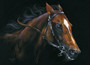 Thoroughbred artwork by Kay Johns