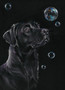 Labrador artwork by Kay Johns