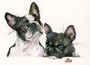 French Bull dogs, painting  by Kay Johns