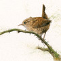 Wren painting by Kay Johns