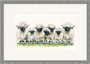 Swiss Valais black nosed sheep medium framed