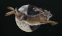 Hare painting by Kay Johns