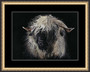 Blacknose Swiss Valais sheep 