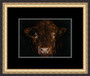 Small framed Sussex bull painting by Kay Johns