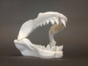 Great White Shark Jaw Skull