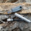 Once opened, you find a 3/8" diameter x 2" long (usable length 1.5") genuine FireSteel.com FireSteel Pup 2.0 inside.  