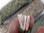 7-Strand parachute cord with thousands of uses