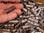 FireSteel.com has thousands of these magnesium firesteel toggles for your gear creations.