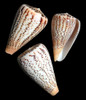 Conus Suratensis set of 2