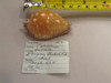 Cypraea Guttata (great spotted cowry). Very Rare! 58.5mm