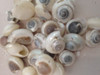 White Umbonium Shell