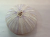 Giant Purple Sea Urchin 4"