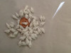 50 tiny Epitonium scalar shells precious Wentletrap 3/8"