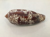 Conus Aulicus Giant 130mm