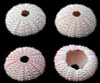 Pink Sea Urchin pack of 10