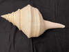 Giant Syrinx Aruanus Australian Trumpet Shell