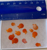 Tiny Orange Scallops 