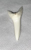 Mako Shark Tooth Giant 59.09mm  (2.32”)