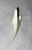Mako Shark Tooth Giant 59.99mm (2.316”)