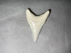 Great White Shark Tooth 45.98mm (1.81”)
