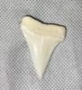 Great White Shark Tooth 42.31mm (1.67)