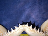 Bull Shark Jaw 17.5”