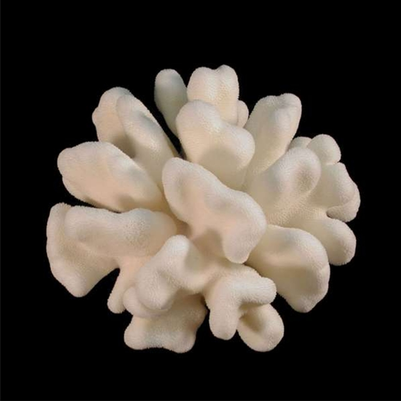 Elkhorn Coral (Stylophora Pistillata)