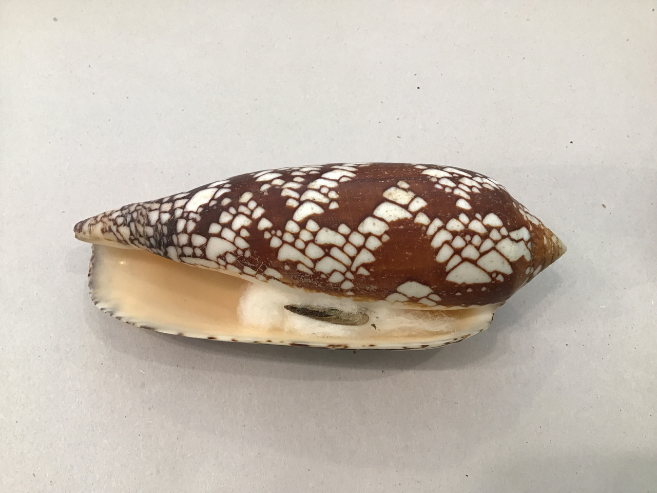 Conus Aulicus